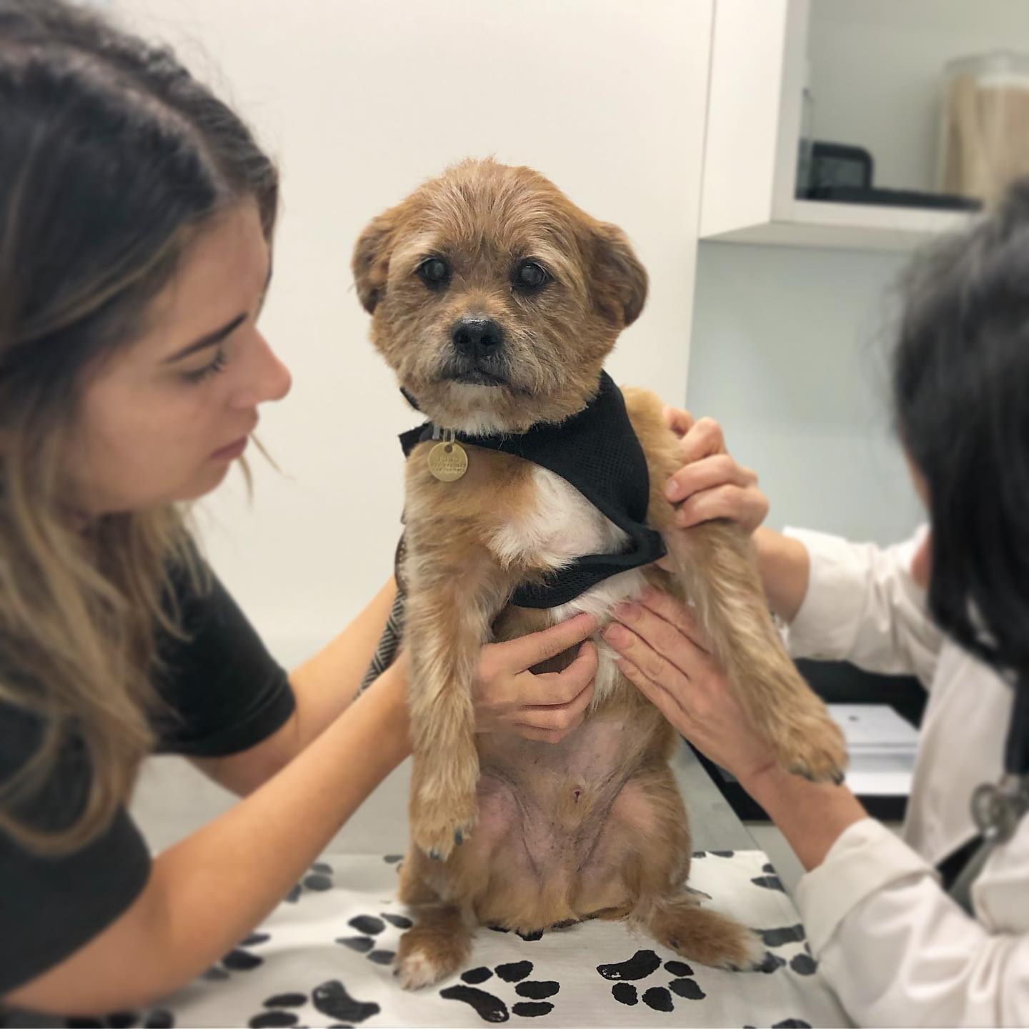 doctors examining a puppy
