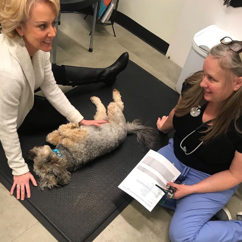 doctors examining a dog