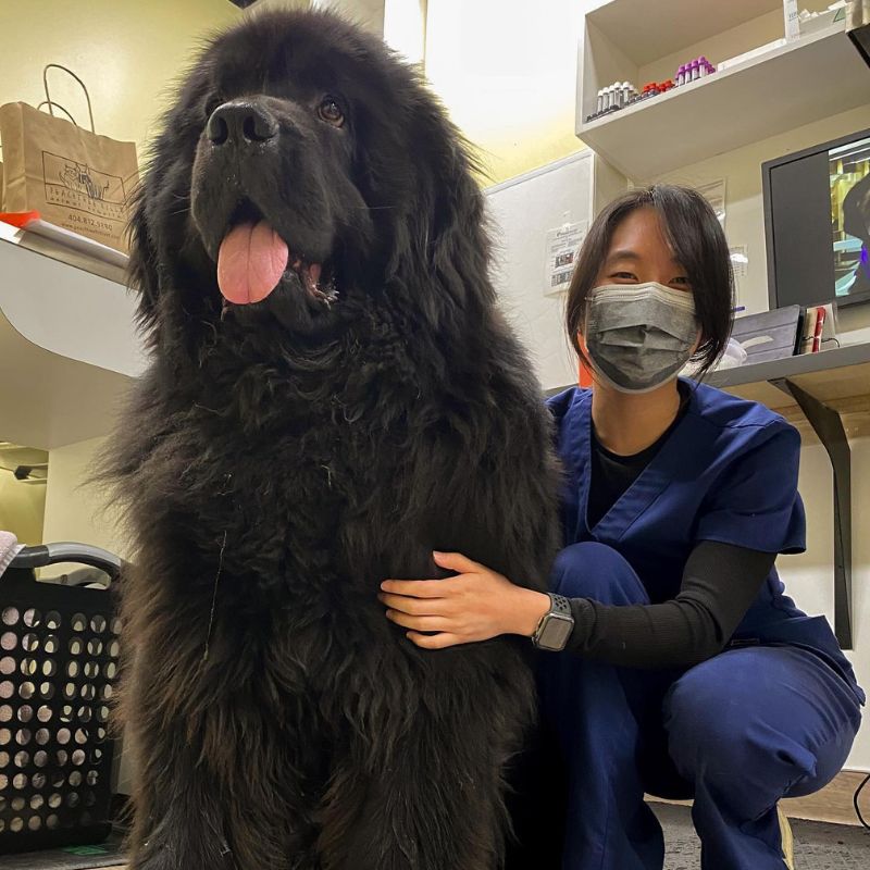 a giant dog