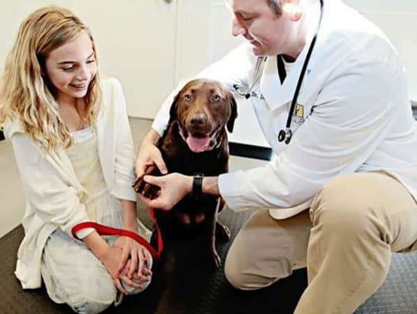 doctors seeing a dog