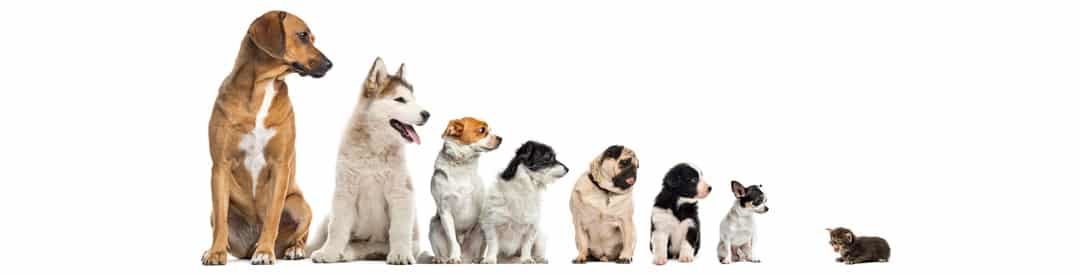 dogs images in animal's lifecycle
