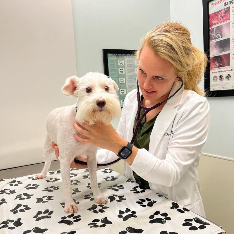 doctor diagnosing a dog