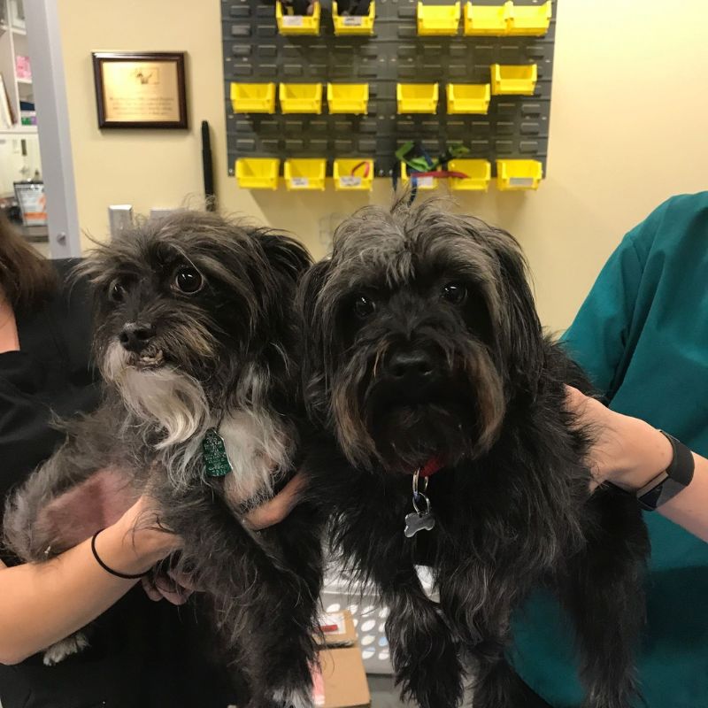 two dogs in the hands of staff members