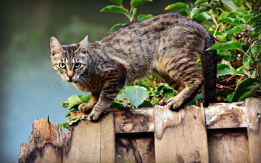 Gray cat standing on a fence